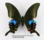 Papilio arcturus